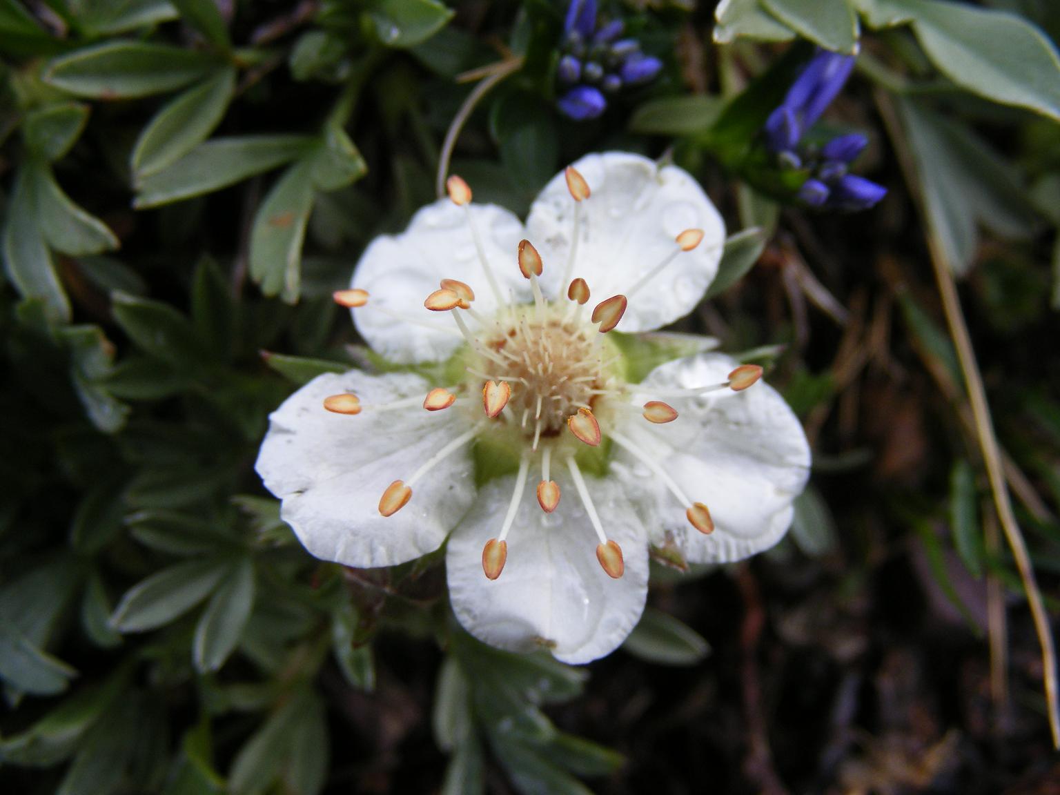 Potentilla nitida (e P. caulescens)